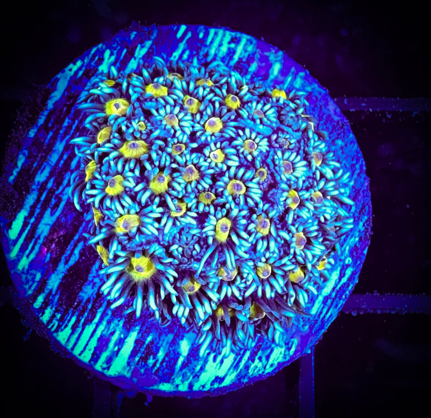 Felicia Daisy Goniopoa