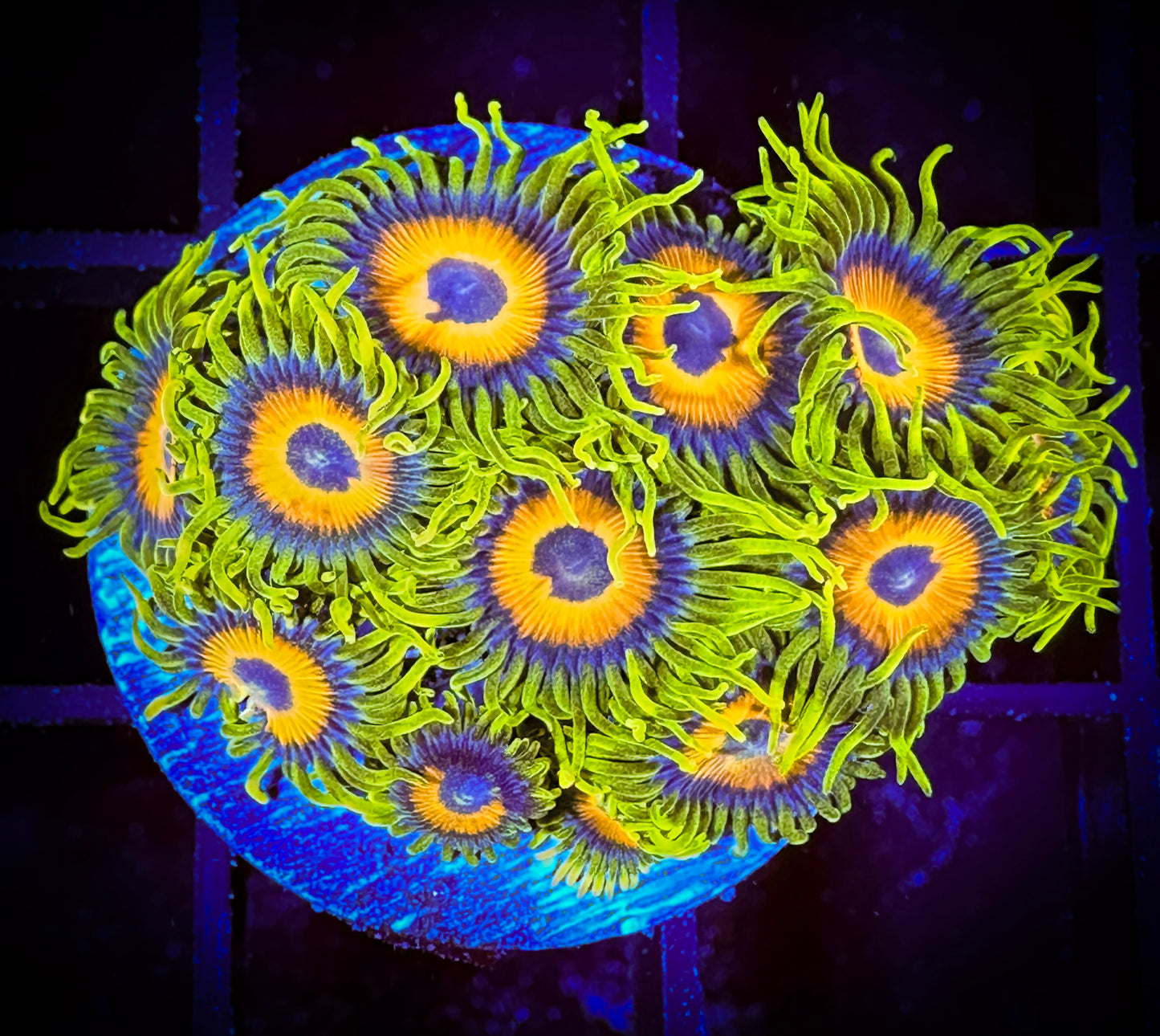 WYSIWYG Super Sunflower Zoanthids 03D1