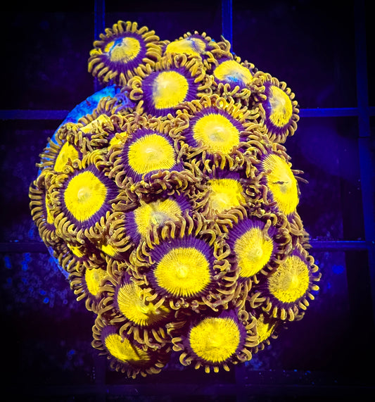 WYSIWYG King Midas Zoanthids Large Frag 03D2