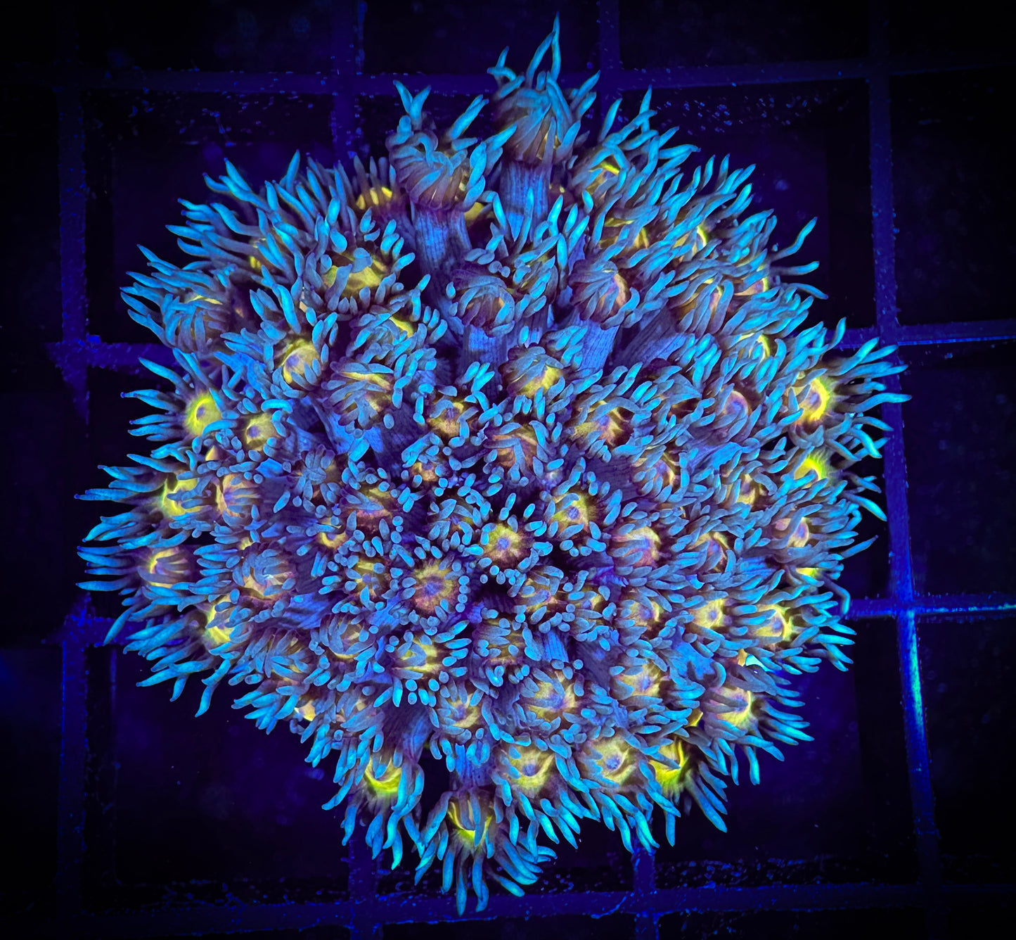 WYSIWYG Felicia Daisy Goniopoa 03D2