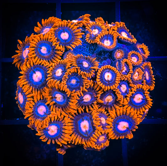 WYSIWYG GC Pink Eyes Zoanthids Mini Colony 02A1