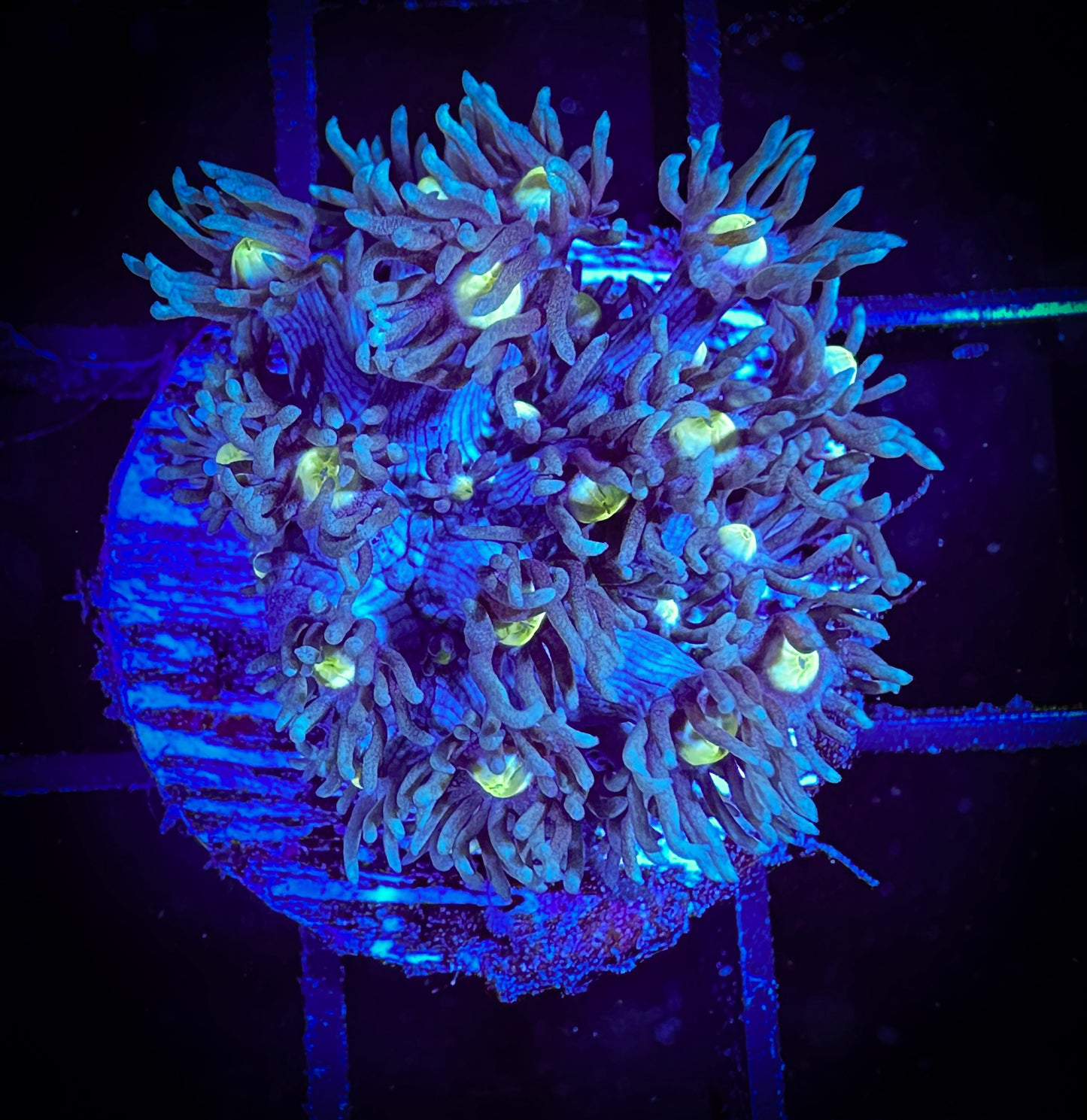 WYSIWYG Tiffany's Purple Cousin Goniopora 03D3