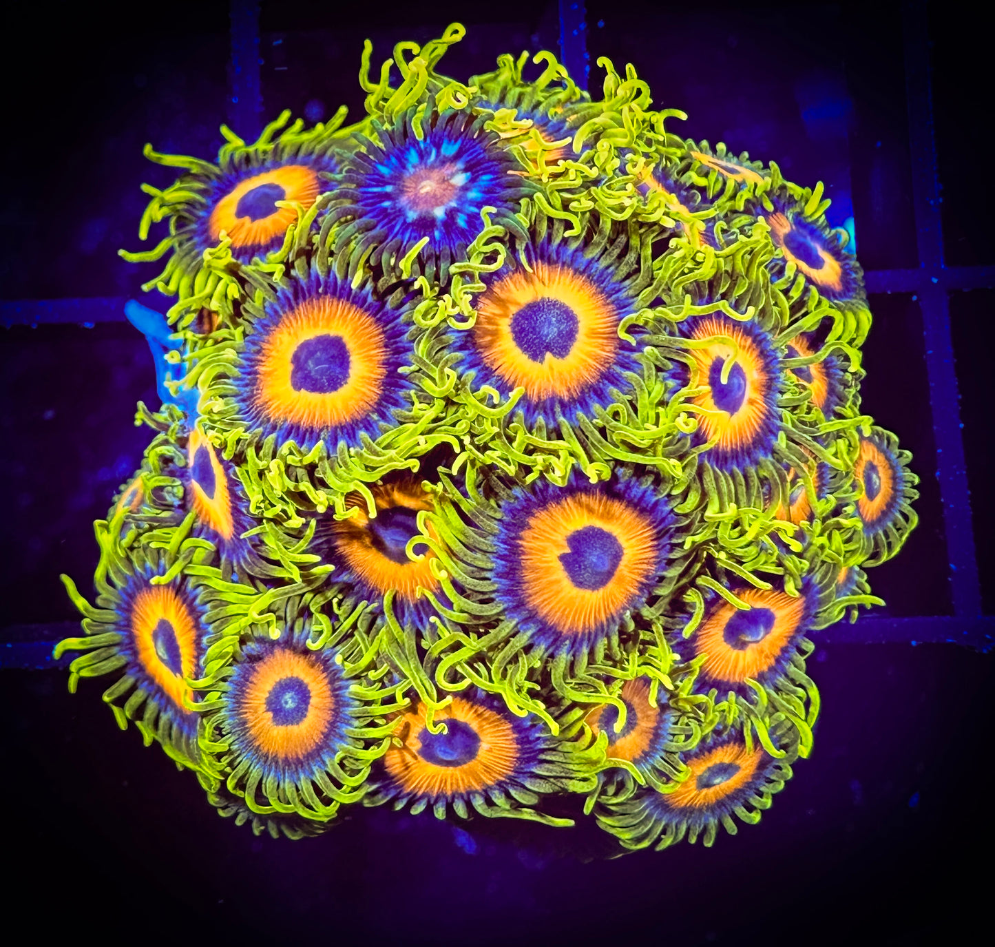 WYSIWYG Super Sunflower Zoanthids Colony (with a sneaky stargazer) 03D4