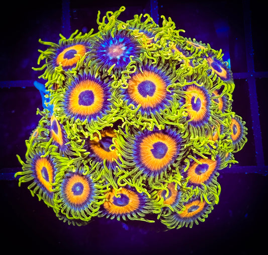 WYSIWYG Super Sunflower Zoanthids Colony (with a sneaky stargazer) 03D4