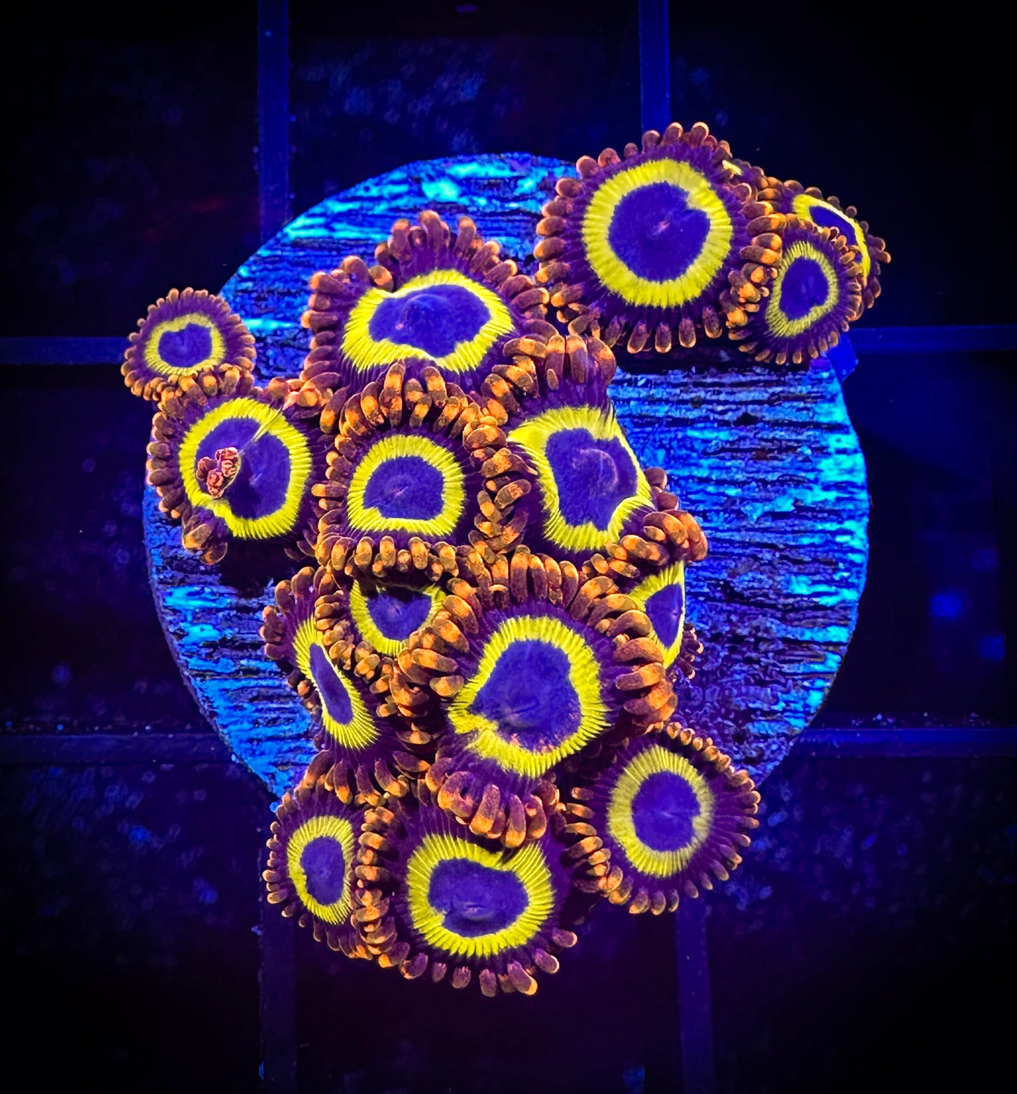 WYSIWYG Fruit Loops Zoanthids 03D4