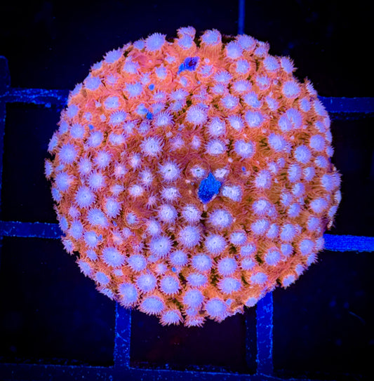 WYSIWYG WWC Peppermint Cypastrea 03E1