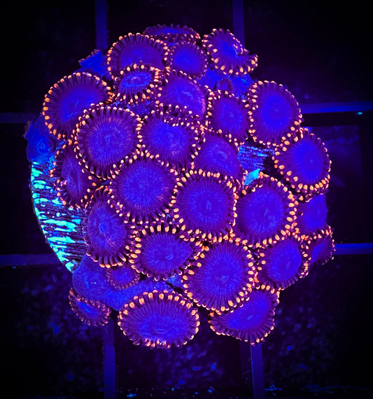 WYSIWYG Spiderman Zoanthids Large Frag 03E2