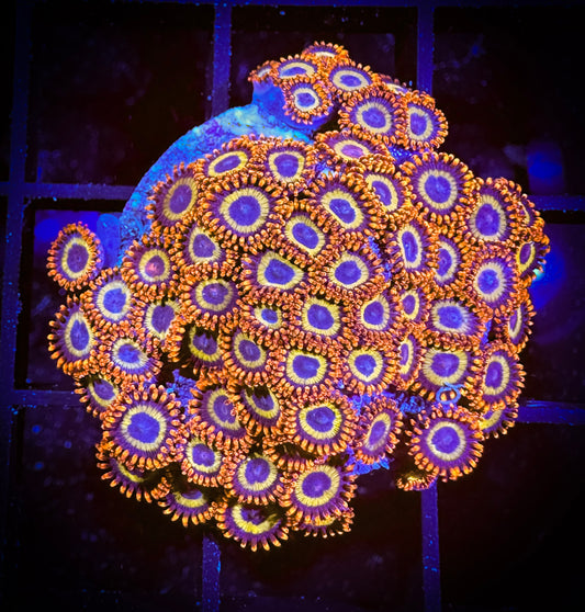 WYSIWYG Fruitloops Zoanthids (mini polyps) Mini Colony 03E2