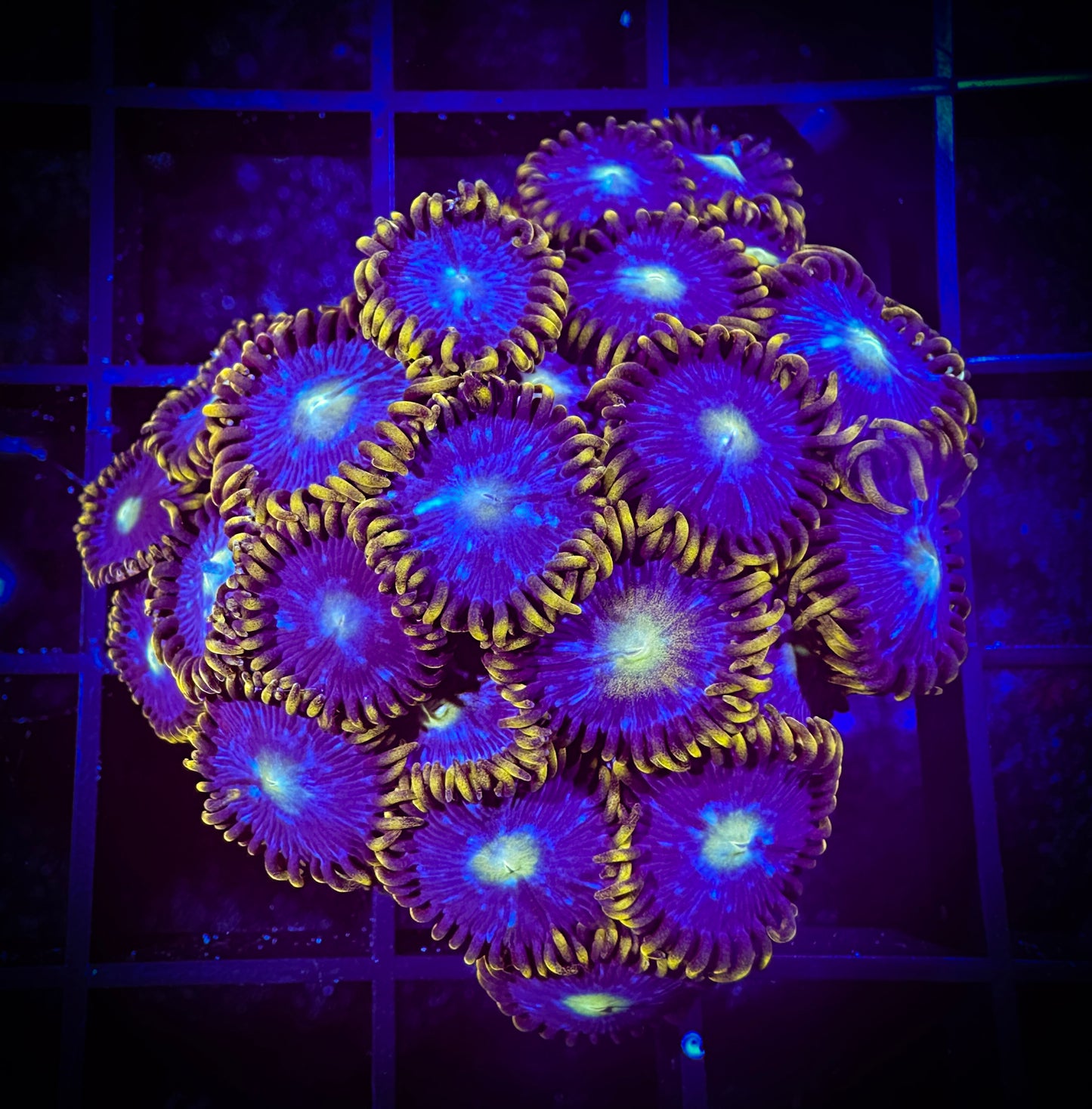 WYSIWYG Blue Horizons Zoanthids Colony 03E3