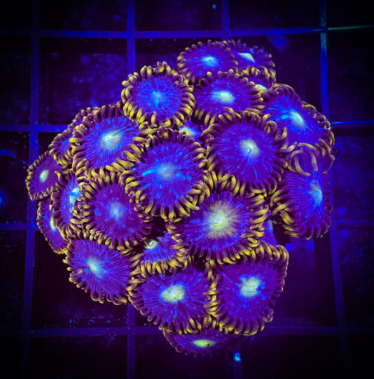 WYSIWYG Blue Horizons Zoanthids Colony 03E3