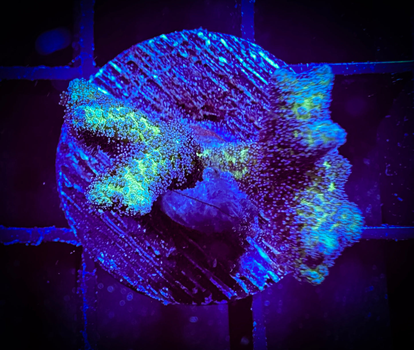 WYSIWYG Bird of Paradise Birdsnest 03E3