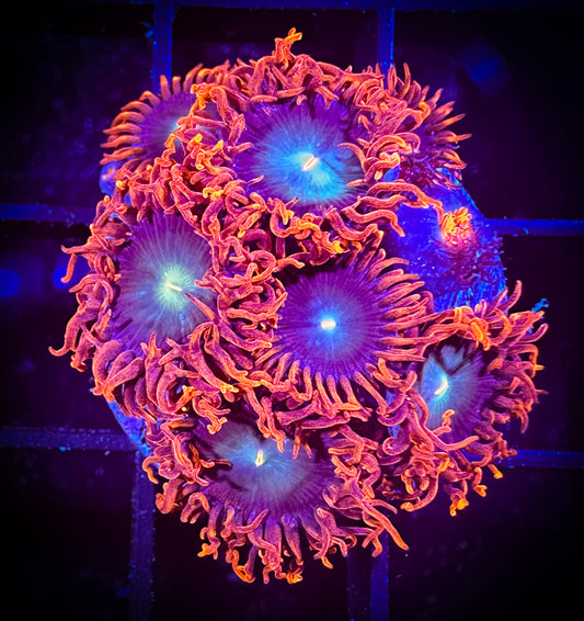 WYSIWYG CB Punk Rockers Zoanthids Large Frag 03E3