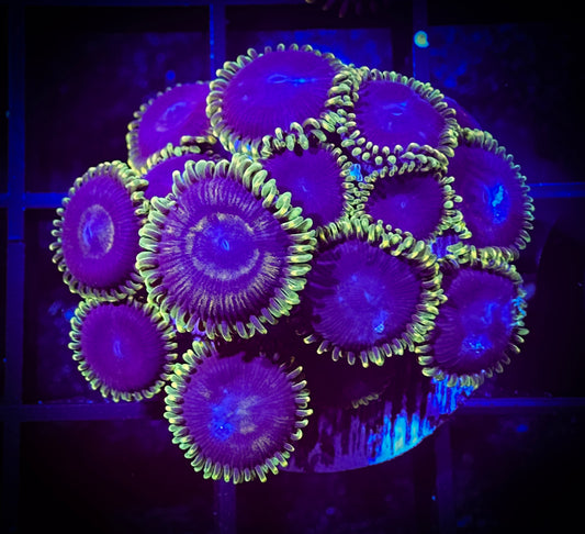 WYSIWYG Jokers Zoanthids Large Frag 03E4
