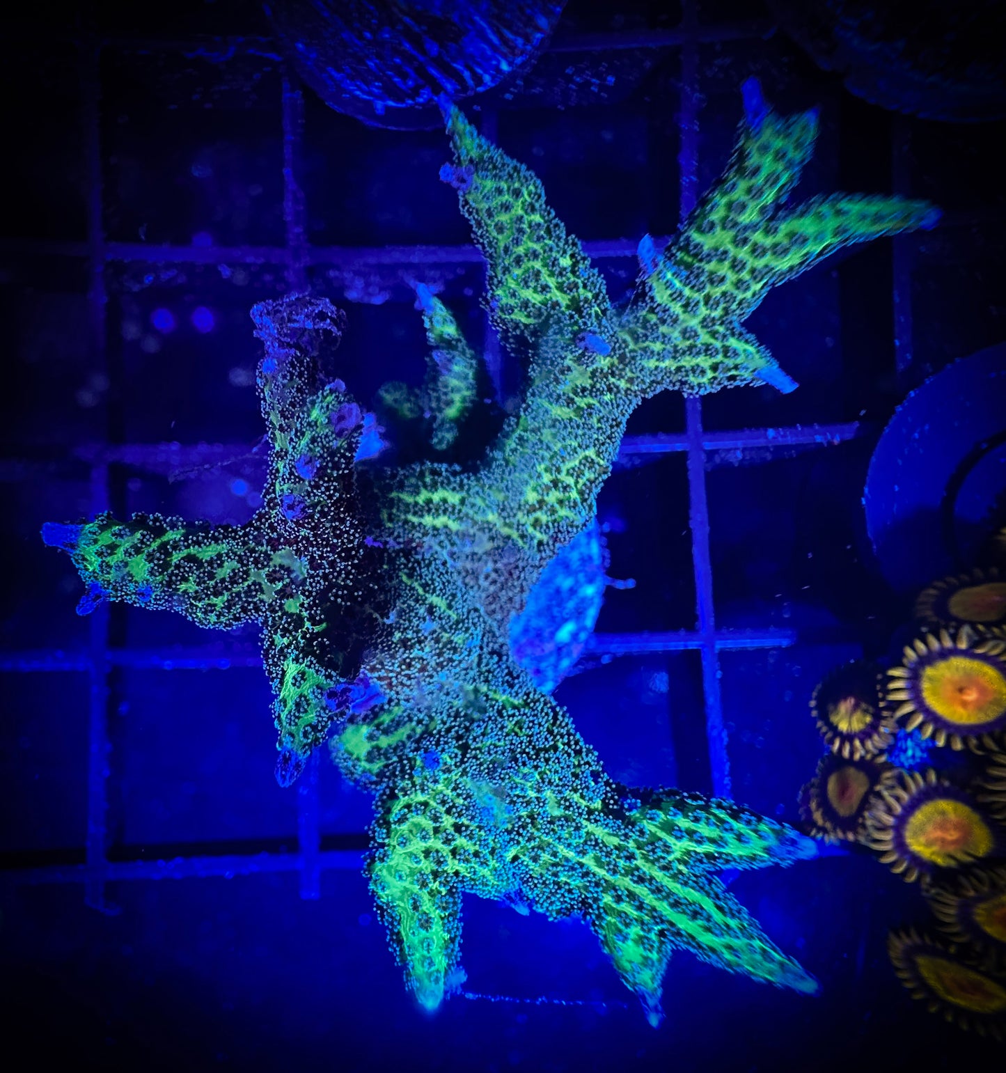 WYSIWYG Pink and Green Birdsnest 03E4