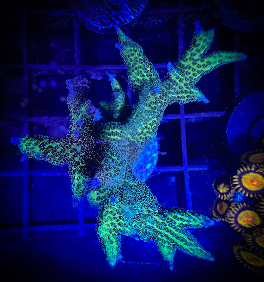 WYSIWYG Pink and Green Birdsnest 03E4