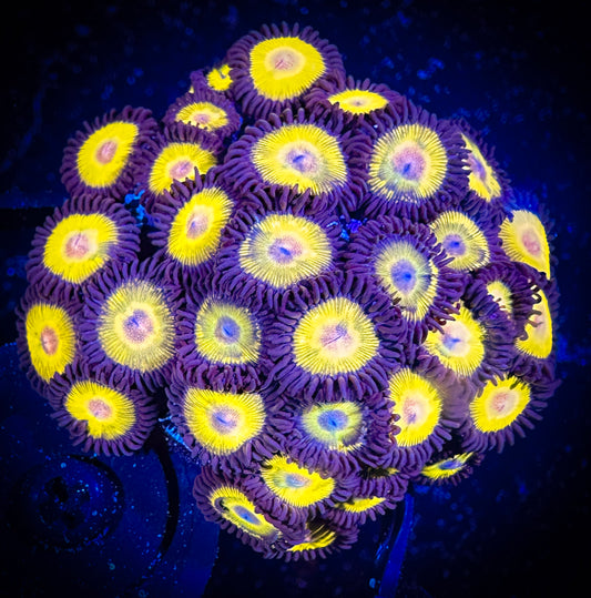 WYSIWYG Yellow Belly Zoanthids Mini Colony 03F1