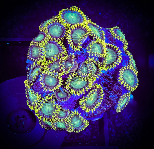 WYSIWYG Radioactive Dragon Eyes Large Frag 03F1