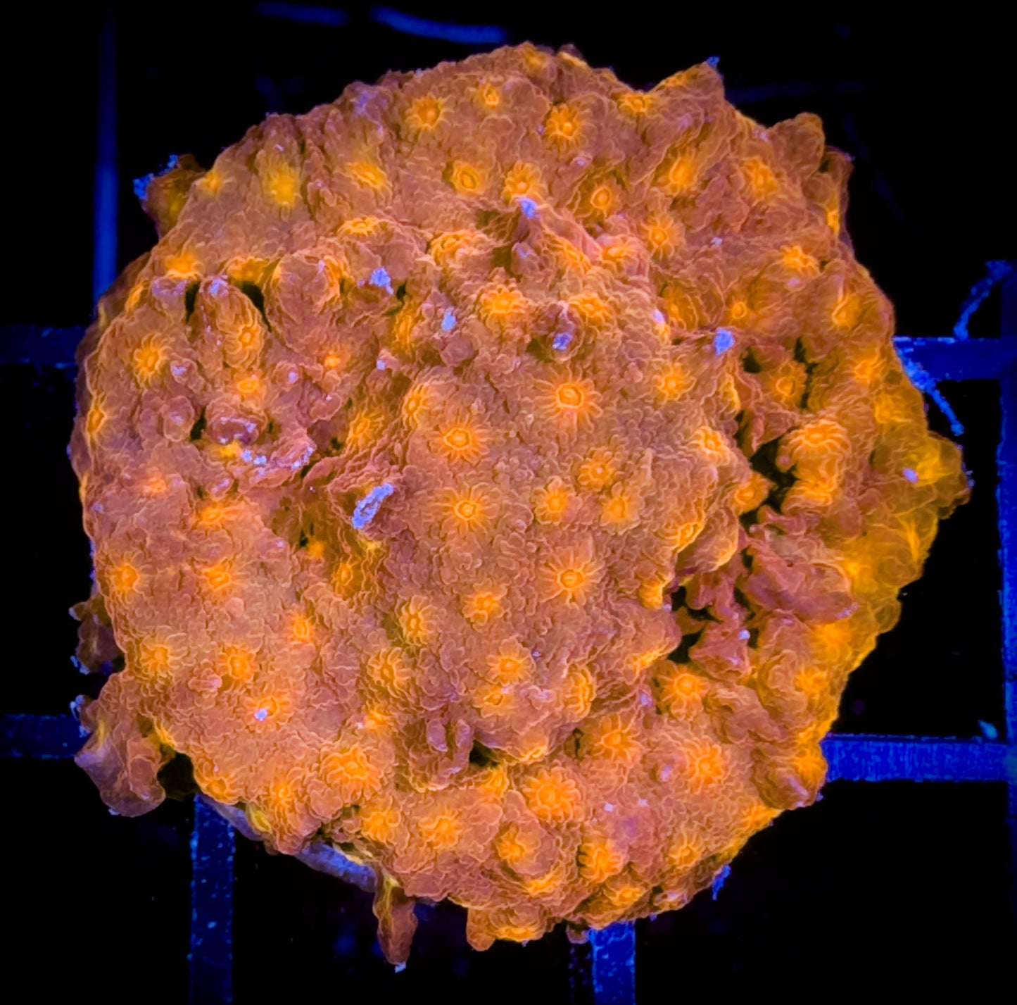 WYSIWYG Solar Flare Cyphastrea 03F1