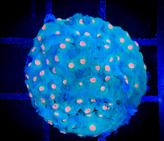 WYSIWYG Meteor Shower Cyphastrea 03F2