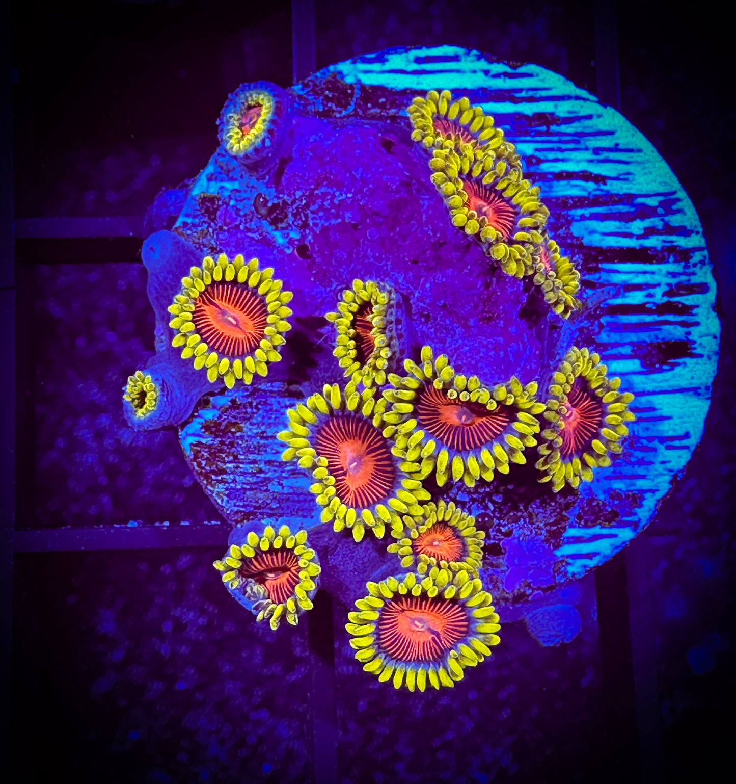 WYSIWYG CC Spitfire Zoanthids (12 polyps) 03F2