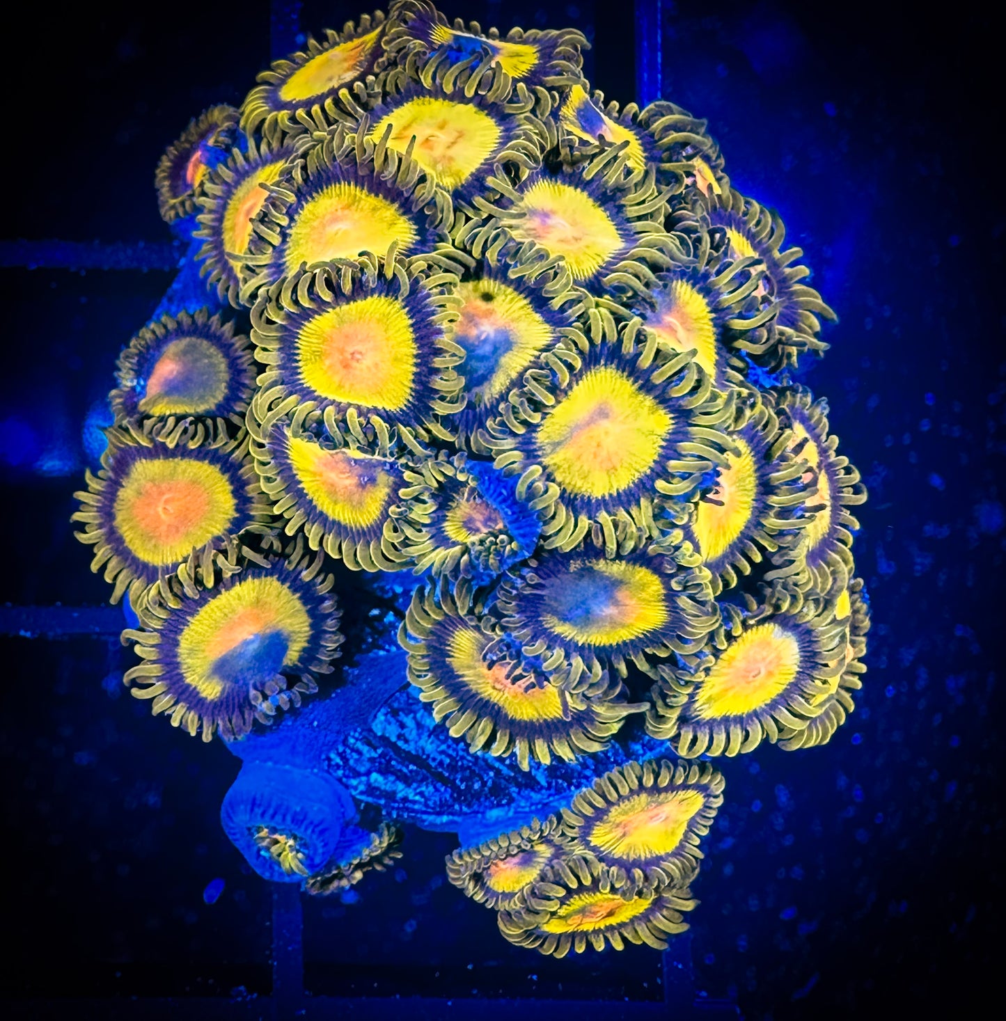 WYSIWYG CC Tutti Fruity Zoanthids 03F2