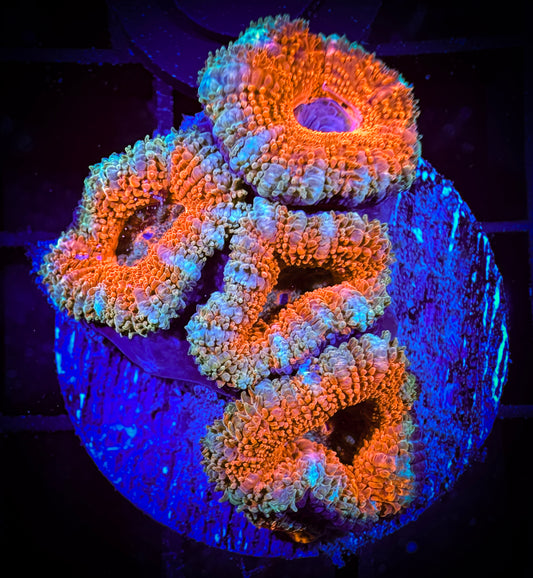 WYSIWYG Ultra Acan (Micromussa) 03F2