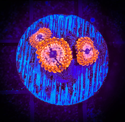 WYSIWYG Utter Chaos Zoanthids (3 Polyps) 03F3