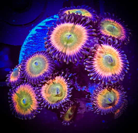 WYSIWYG Cornbread Rainbow Infusions Large Frag  03F4