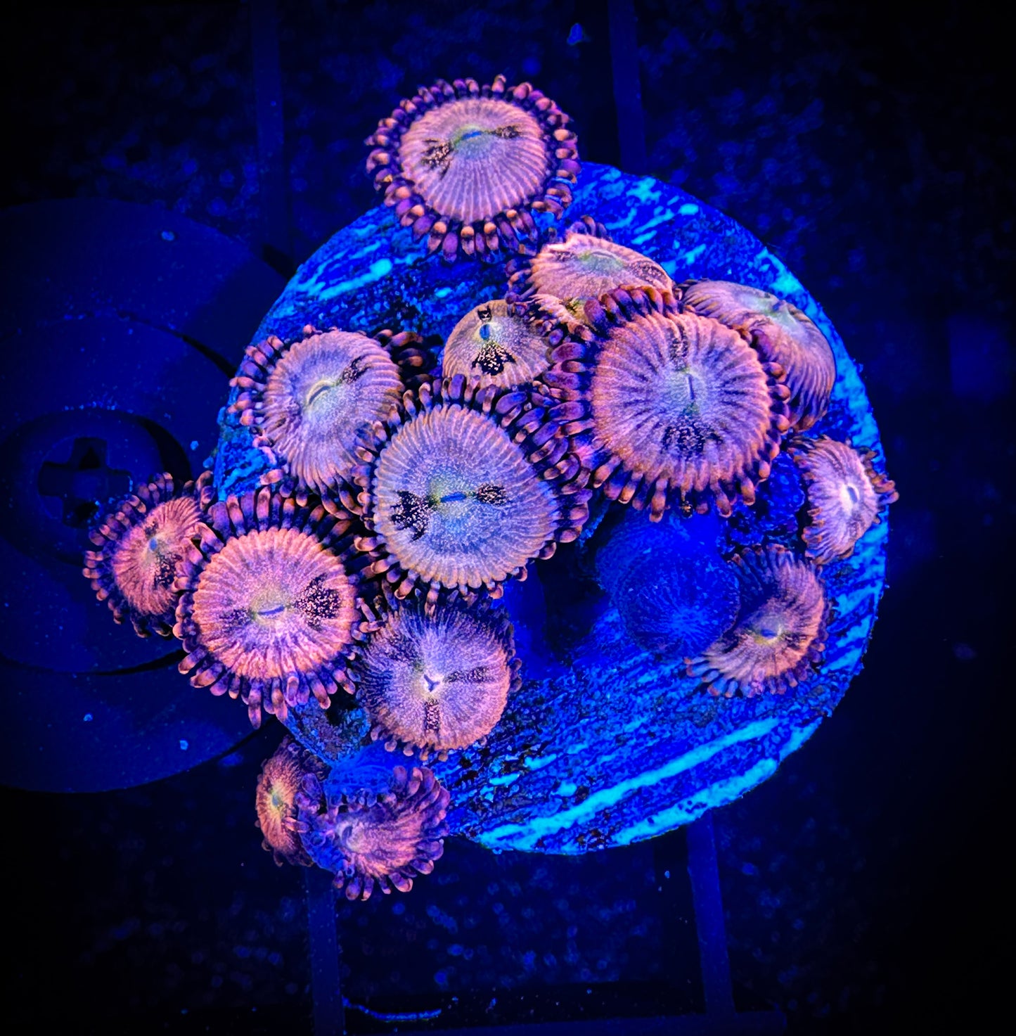 WYSIWYG WWC Halle Berry Zoanthids Large Frag 03F4