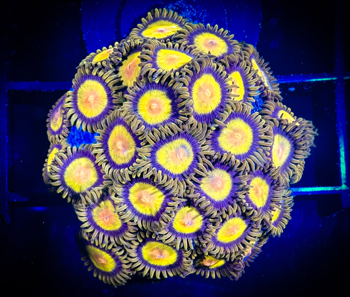 WYSIWYG CC Tutti Fruity Zoanthids Large Frag 03F4