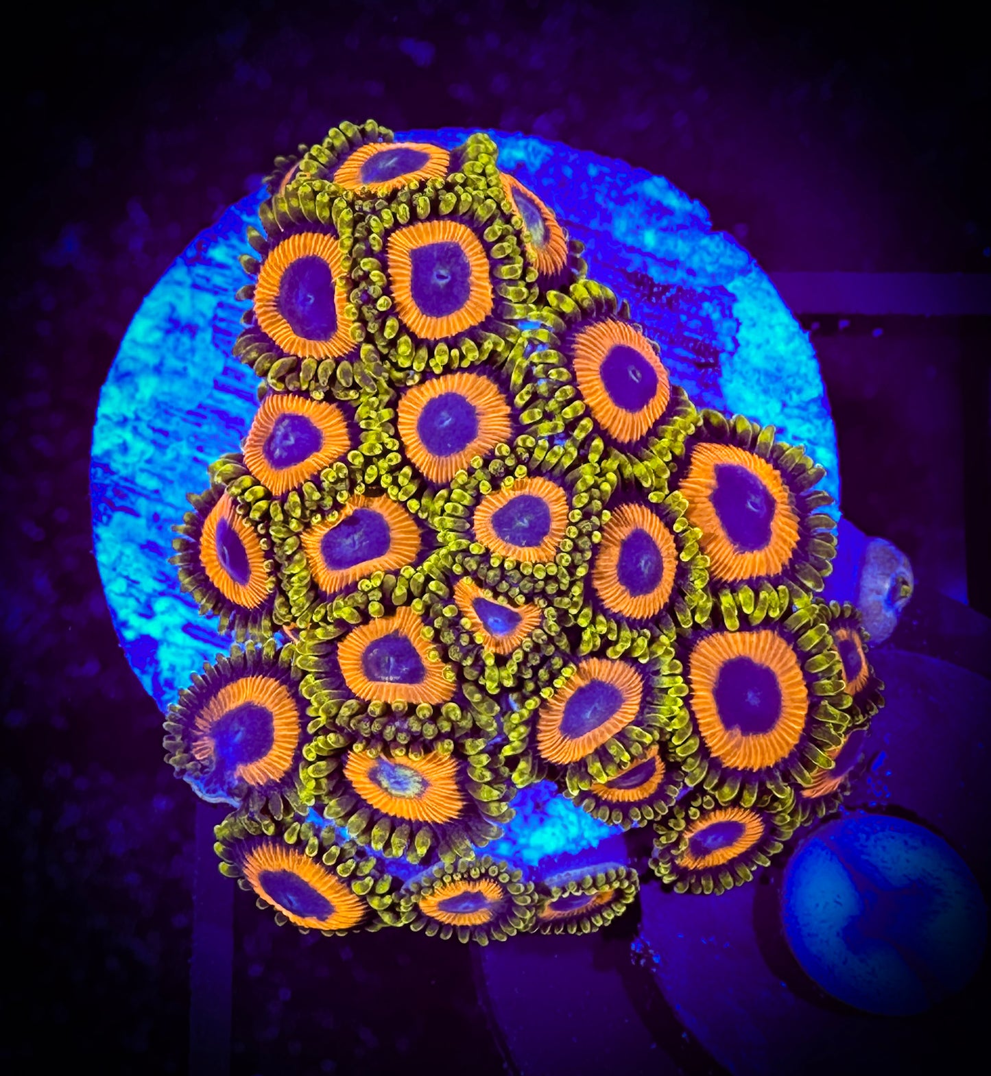 WYSIWYG JF Jungle Juice Zoanthids Large Frag 04A1