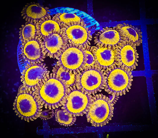 WYSIWYG LA Lakers Zoanthids Mini Colony 04A2