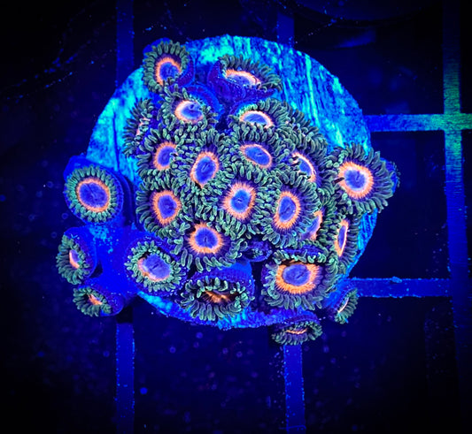 WYSIWYG JF Fairytale Zoanthids Frag 04A2