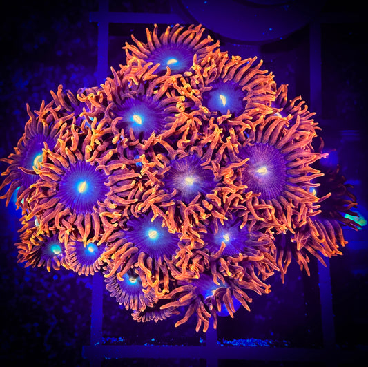 WYSIWYG CB Punk Rockers Zoanthids Colony 04A2