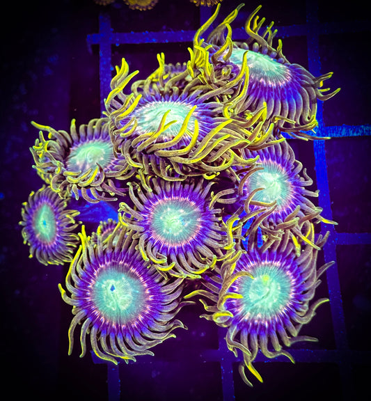WYSIWYG Red Ring Radioactive Dragon Eye Zoanthids 04A3