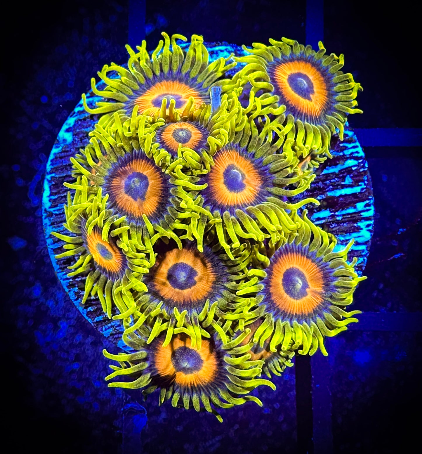WYSIWYG Super Sunflower Zoanthids 04A3