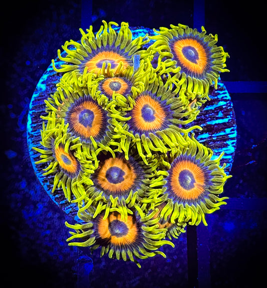 WYSIWYG Super Sunflower Zoanthids 04A3