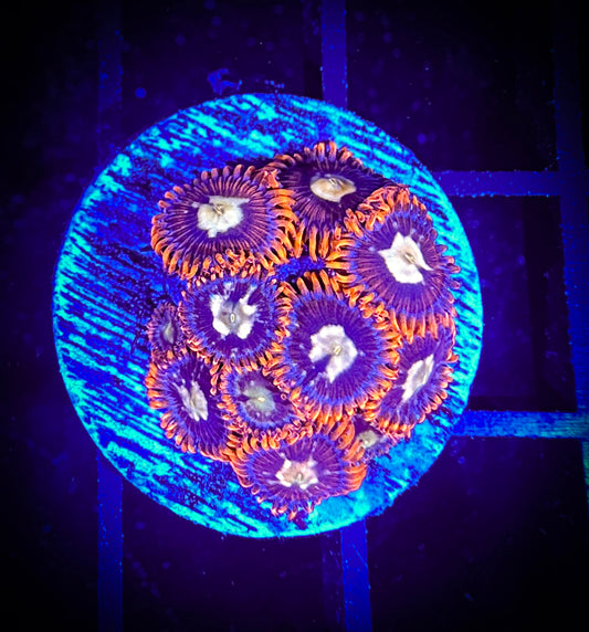 WYSIWYG GC Goldeneye Zoanthids 04A3