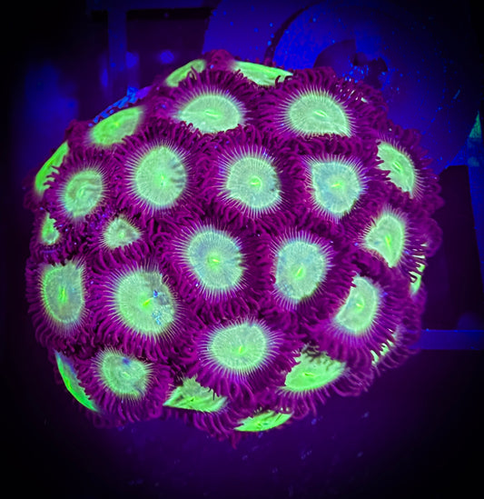 WYSIWYG Mean Greens Zoanthids Mini Colony 04A4