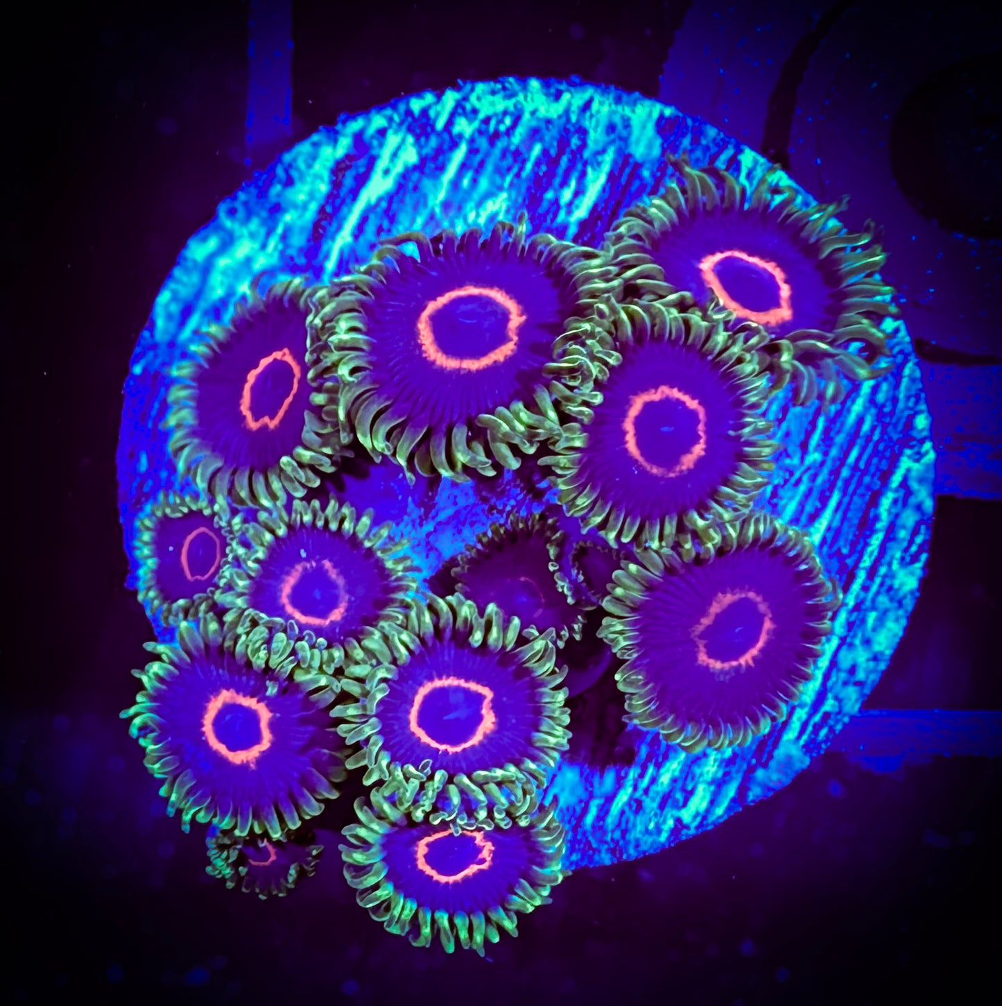 WYSIWYG Emerald Hearts Zoanthids 04A4