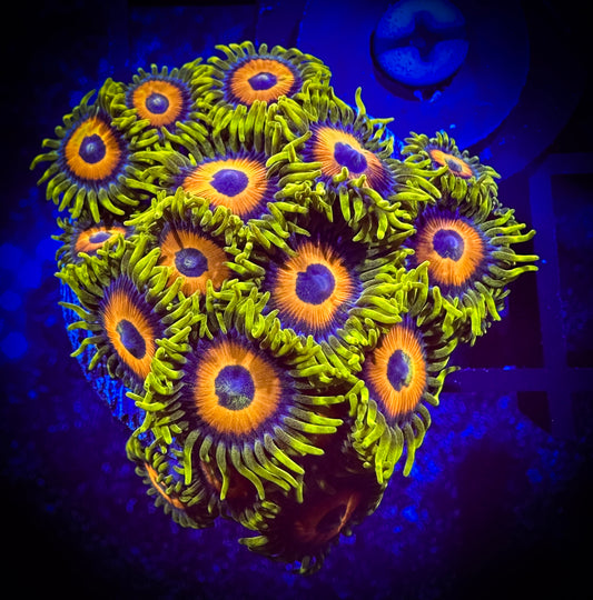 WYSIWYG Super Sunflower Zoanthids Large Frag 04A4
