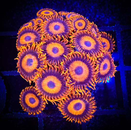WYSIWYG CB Orange Hornets AKA Oxides Zoanthids Colony 04B1