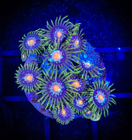 WYSIWYG JF Stargazer AKA Pinkwheels Large Frag 04B1