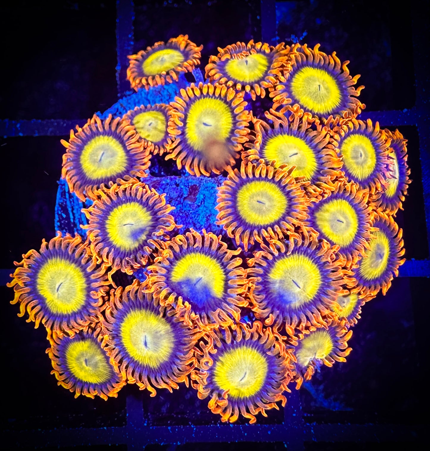WYSIWYG Mandarin Oranges Large Frag 04B2