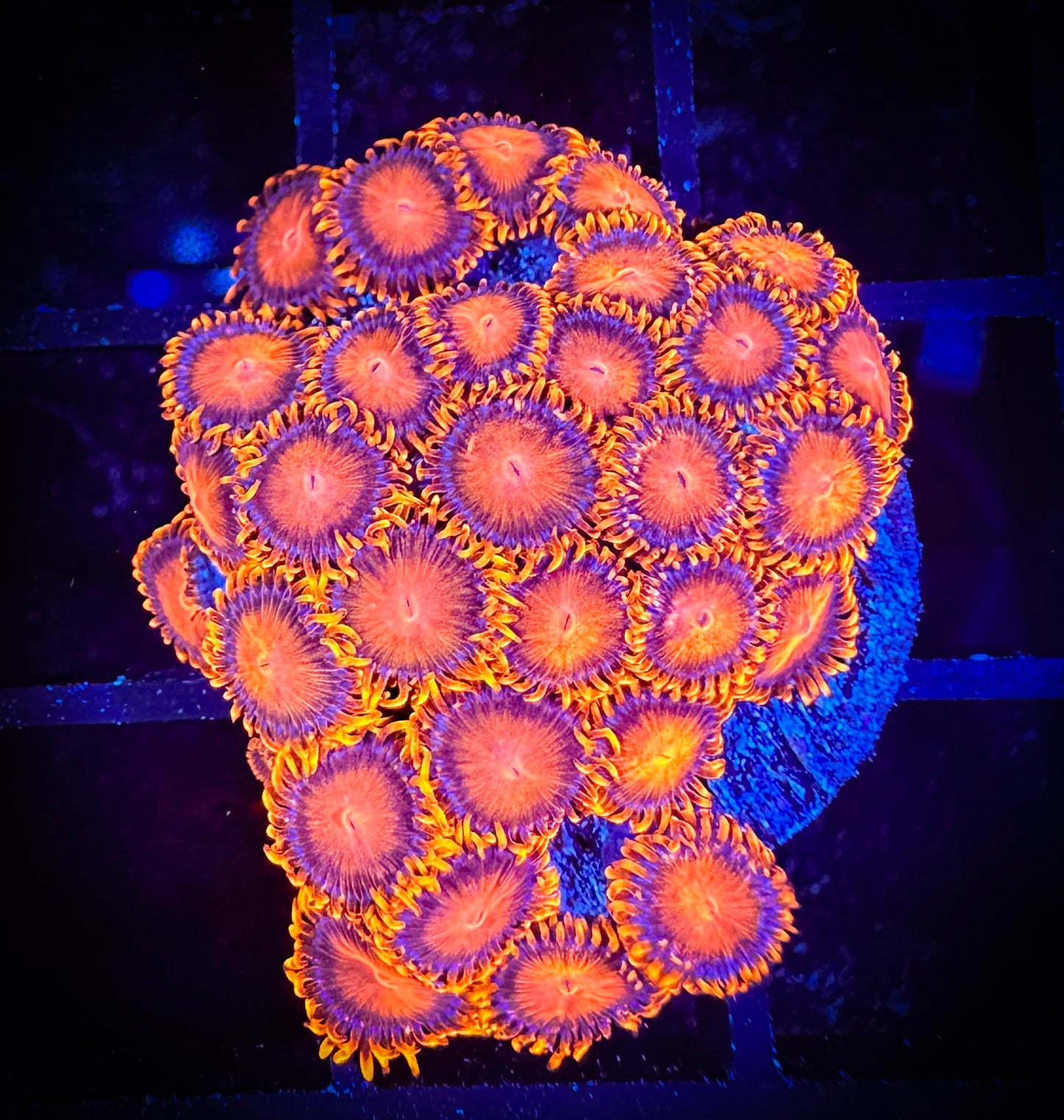 WYSIWYG Bam Bams Zoanthids Mini Colony 04B3