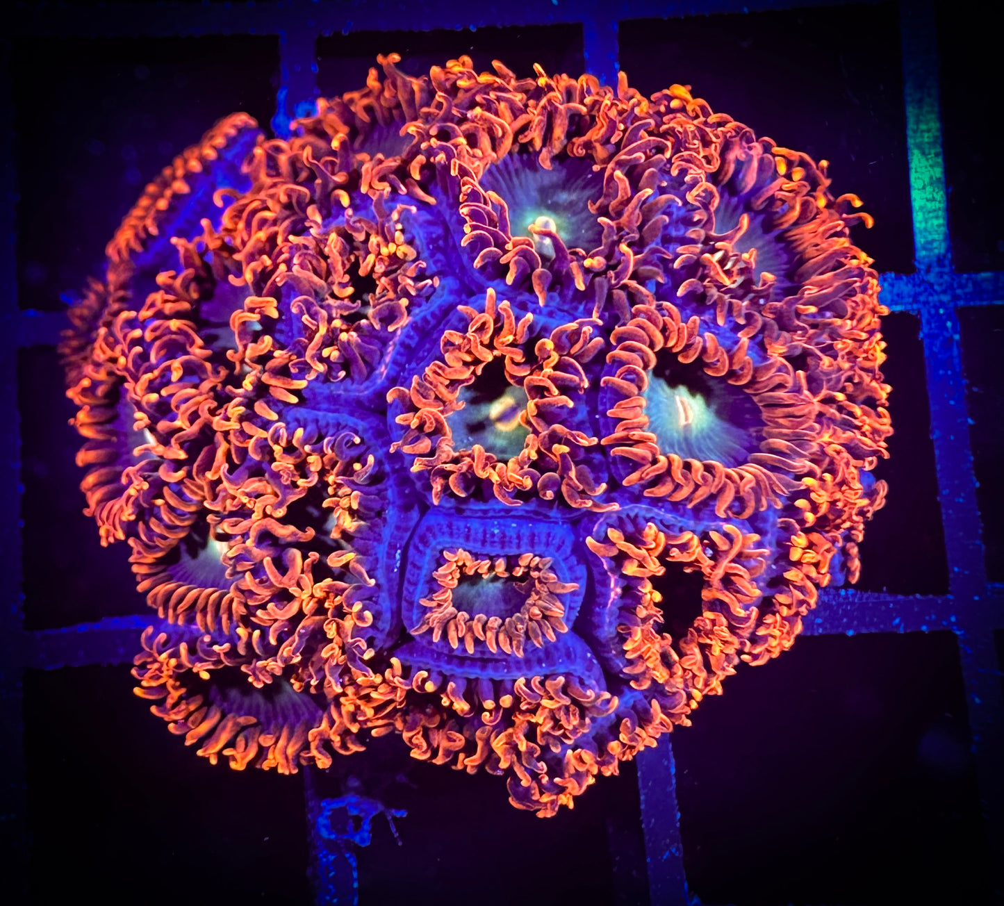 WYSIWYG CB Punk Rockers Zoanthids Colony 04B3