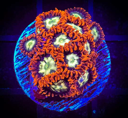 WYSIWYG Firestorm Zoanthids Large Frag 04B3