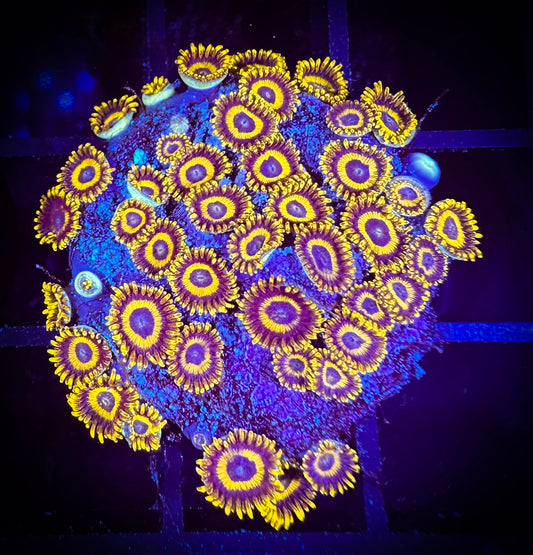 WYSIWYG Yellow Jackets Zoanthids Large Frag 04B4