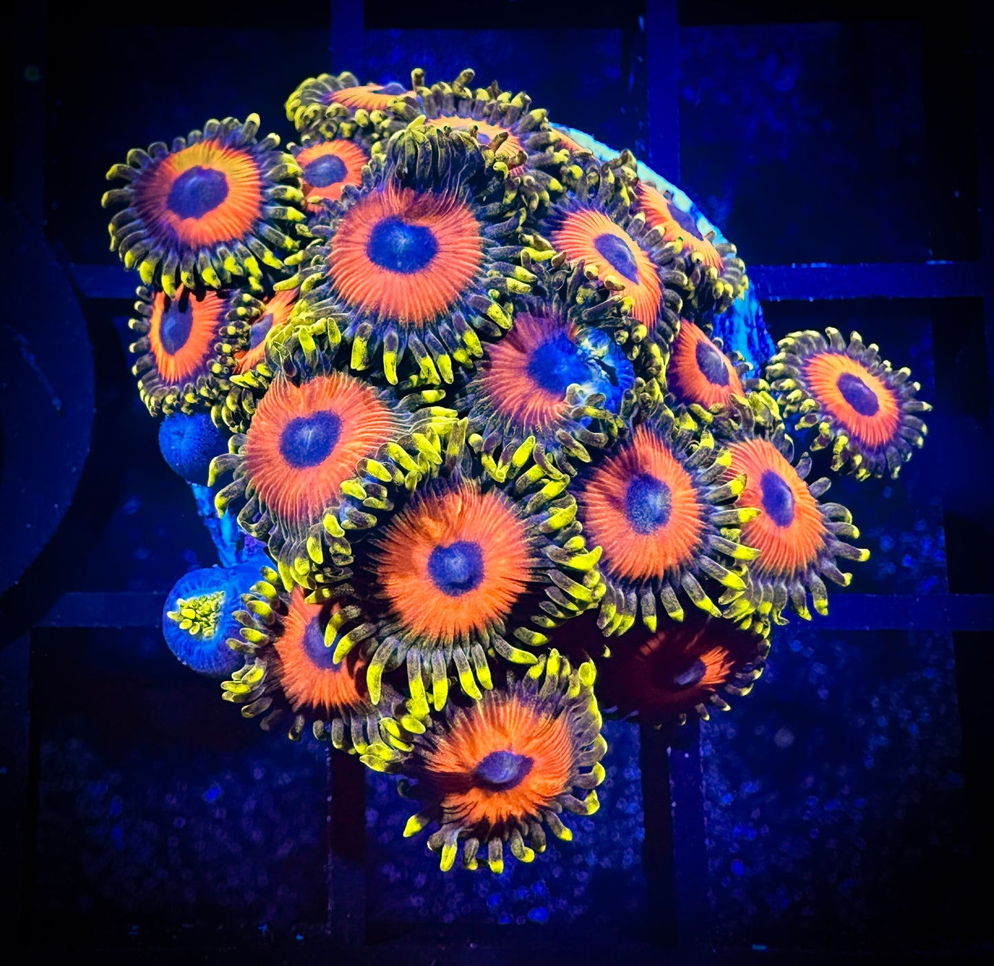 WYSIWYG Eagle Eyes Zoanthids Large Frag 04B4