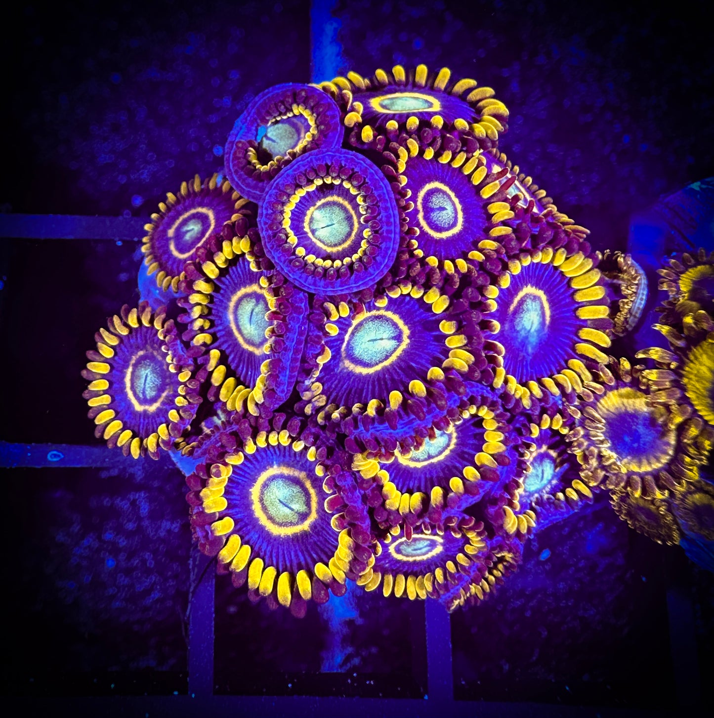 WYSIWYG Blue Hornets Zoanthids Colony 04C1